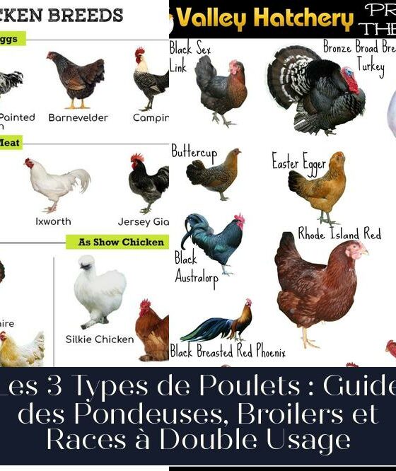 Les 3 Types de Poulets : Guide des Pondeuses, Broilers et Races à Double Usage