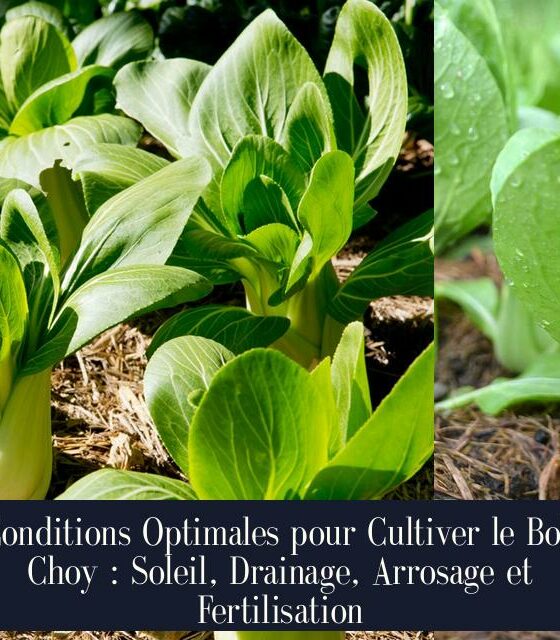 Conditions Optimales pour Cultiver le Bok Choy : Soleil, Drainage, Arrosage et Fertilisation