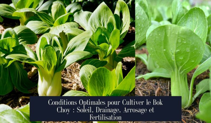 Conditions Optimales pour Cultiver le Bok Choy : Soleil, Drainage, Arrosage et Fertilisation