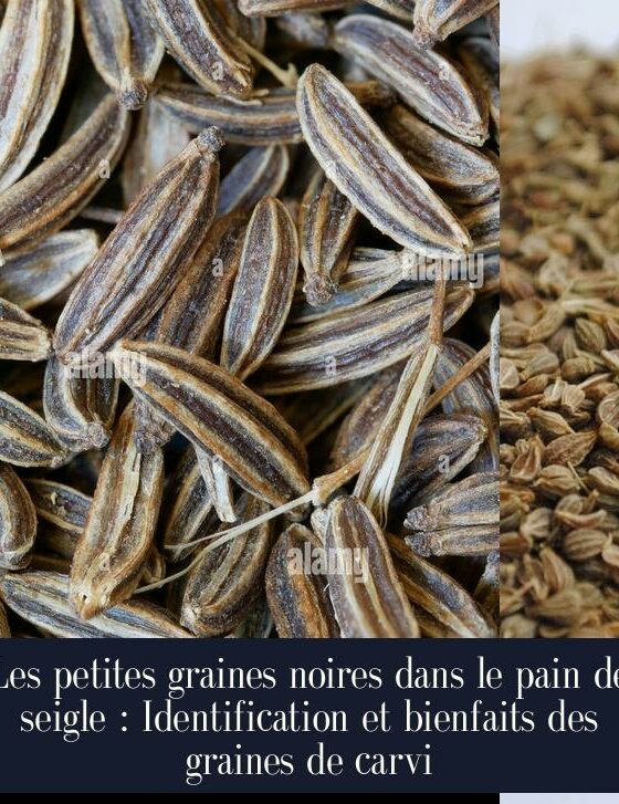Les petites graines noires dans le pain de seigle : Identification et bienfaits des graines de carvi