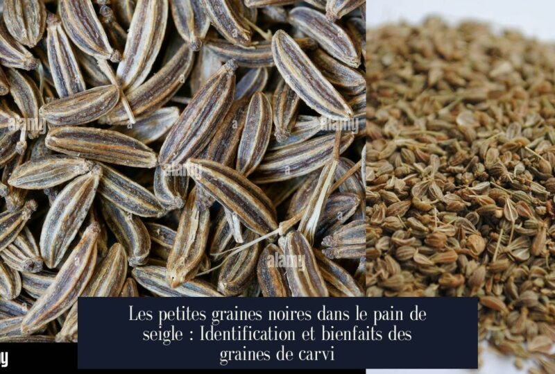 Les petites graines noires dans le pain de seigle : Identification et bienfaits des graines de carvi