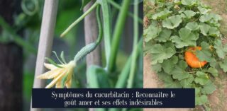 Symptômes du cucurbitacin : Reconnaître le goût amer et ses effets indésirables