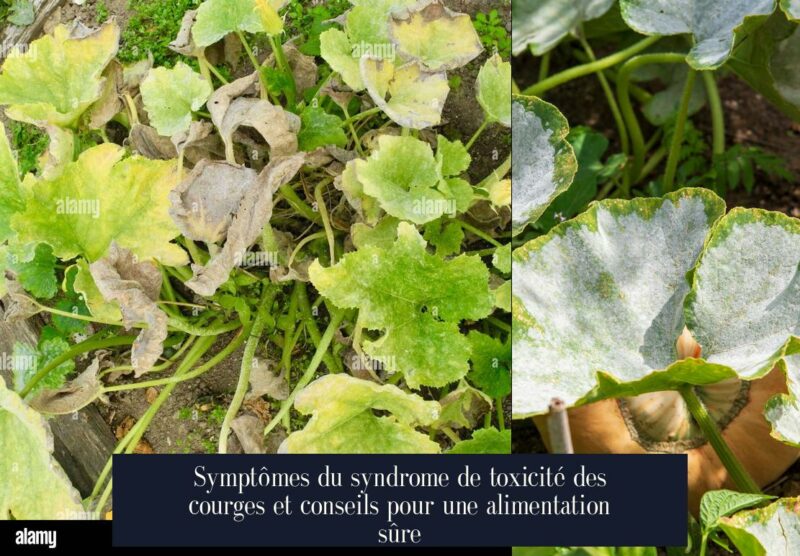 Symptômes du syndrome de toxicité des courges et conseils pour une alimentation sûre