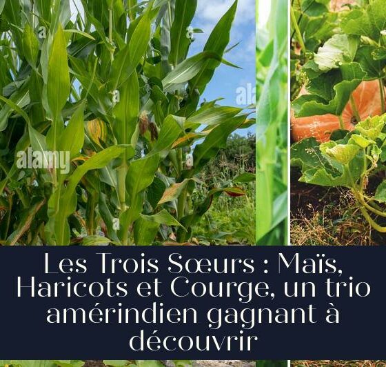 Les Trois Sœurs : Maïs, Haricots et Courge, un trio amérindien gagnant à découvrir