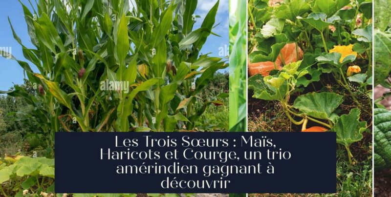 Les Trois Sœurs : Maïs, Haricots et Courge, un trio amérindien gagnant à découvrir