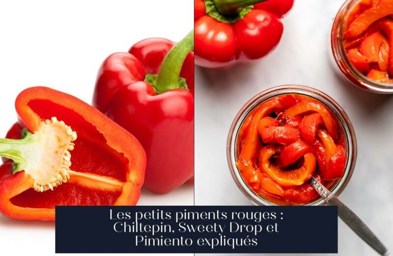 Les petits piments rouges : Chiltepin, Sweety Drop et Pimiento expliqués