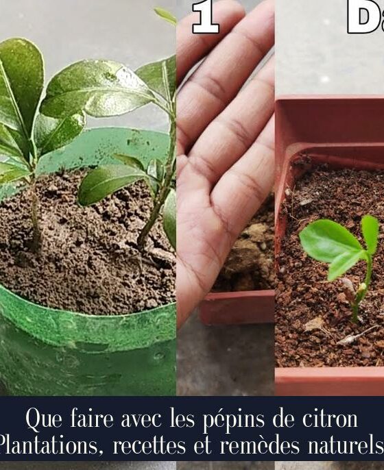 Que faire avec les pépins de citron Plantations, recettes et remèdes naturels.