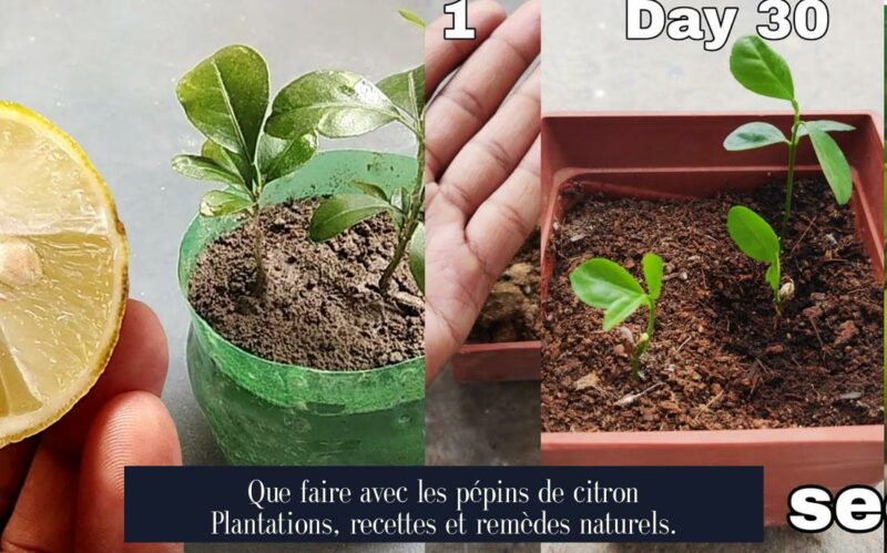 Que faire avec les pépins de citron Plantations, recettes et remèdes naturels.