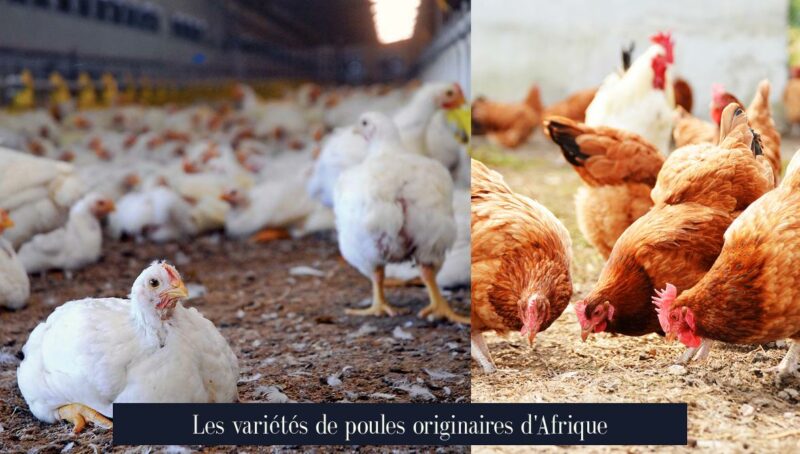 Les variétés de poules originaires d'Afrique