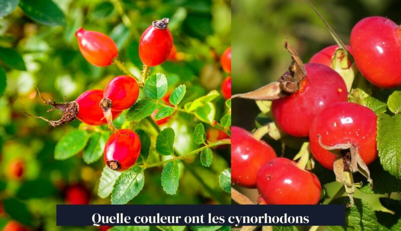 Quelle couleur ont les cynorhodons