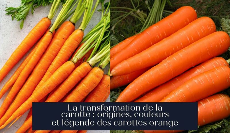 La transformation de la carotte : origines, couleurs et légende des carottes orange