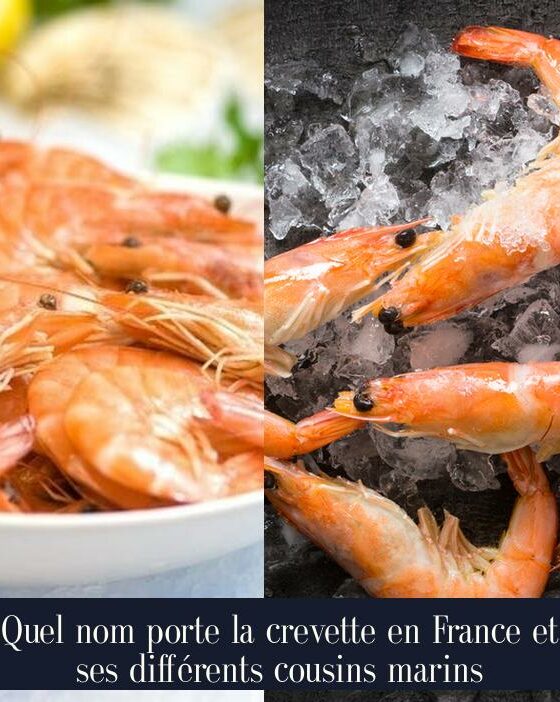 Quel nom porte la crevette en France et ses différents cousins marins