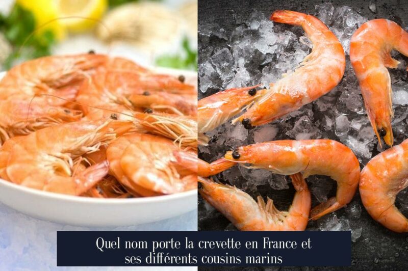 Quel nom porte la crevette en France et ses différents cousins marins