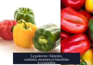 Le poivron : histoire, variétés, recettes et bienfaits à connaître