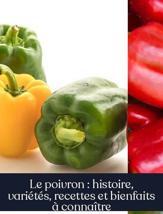 Le poivron : histoire, variétés, recettes et bienfaits à connaître