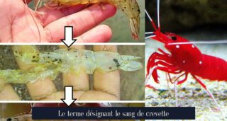 Le terme désignant le sang de crevette