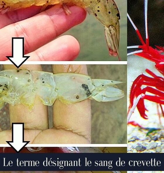 Le terme désignant le sang de crevette