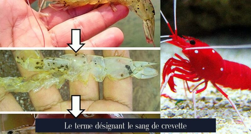 Le terme désignant le sang de crevette
