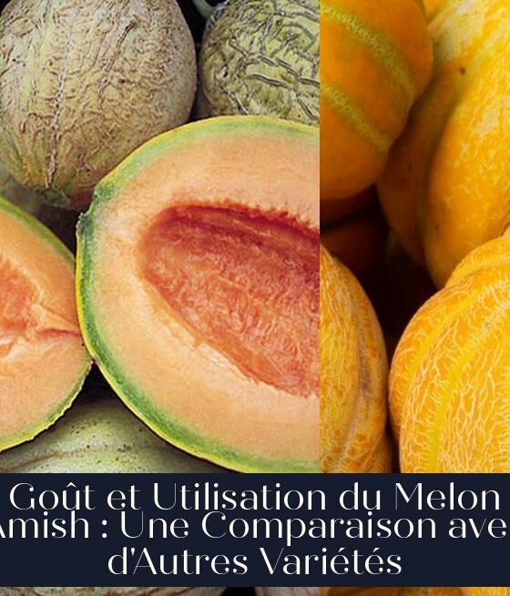 Goût et Utilisation du Melon Amish : Une Comparaison avec d'Autres Variétés