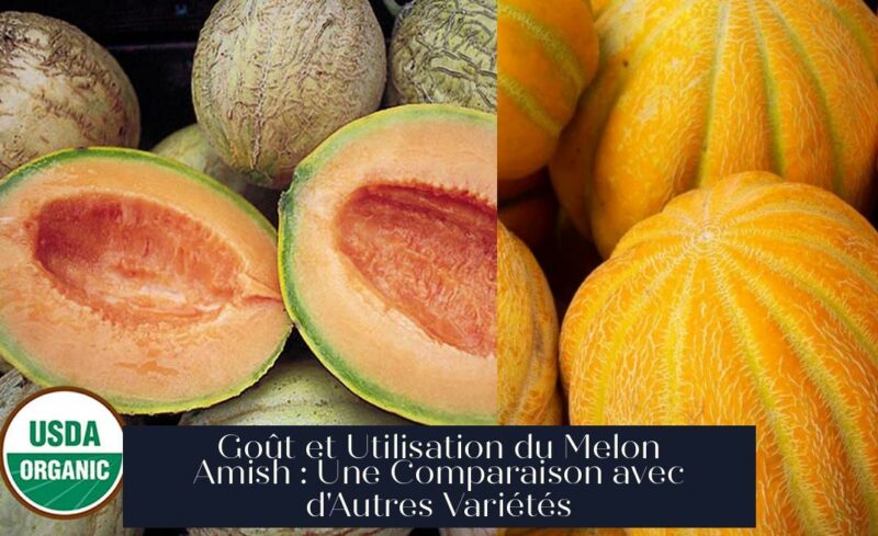 Goût et Utilisation du Melon Amish : Une Comparaison avec d'Autres Variétés