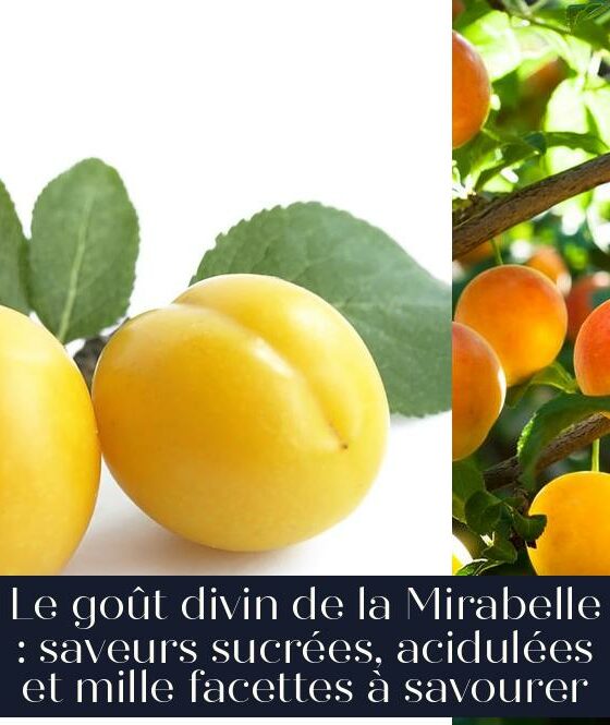 Le goût divin de la Mirabelle : saveurs sucrées, acidulées et mille facettes à savourer