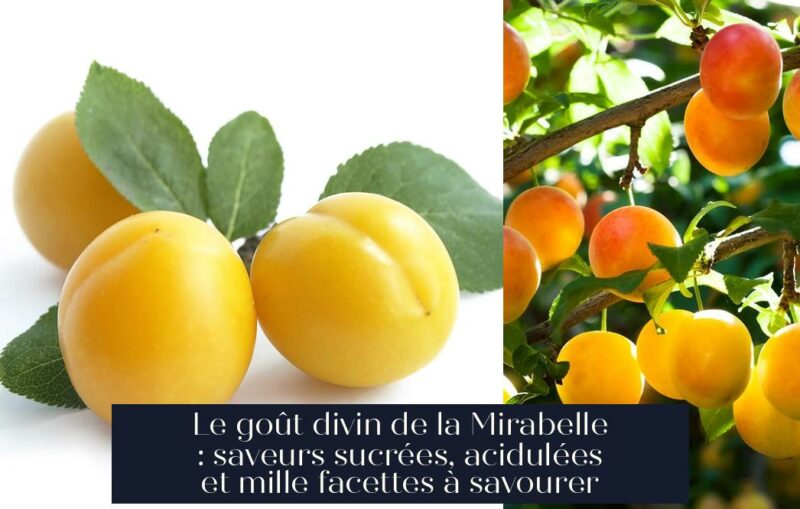 Le goût divin de la Mirabelle : saveurs sucrées, acidulées et mille facettes à savourer