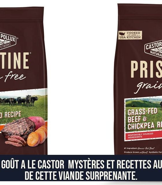 Quel goût a le castor Mystères et recettes autour de cette viande surprenante.