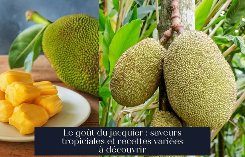 Le goût du jacquier : saveurs tropiciales et recettes variées à découvrir