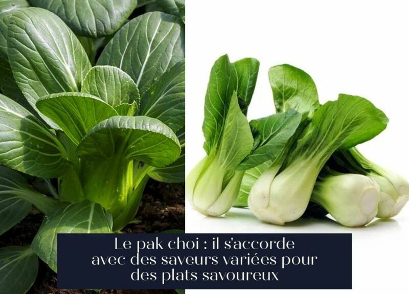 Le pak choi : il s'accorde avec des saveurs variées pour des plats savoureux