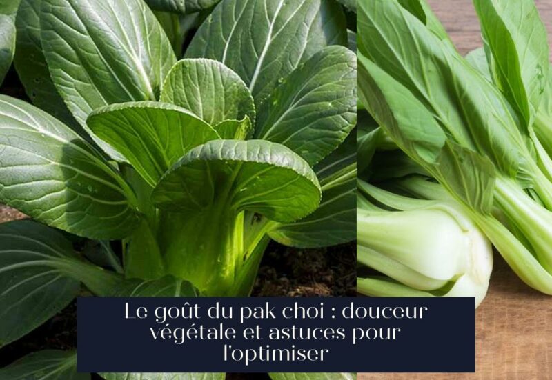 Le goût du pak choi : douceur végétale et astuces pour l'optimiser