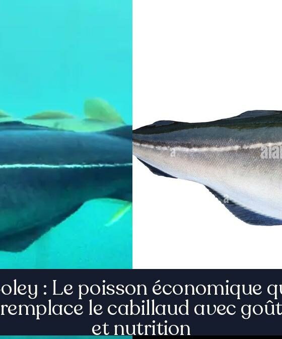 Coley : Le poisson économique qui remplace le cabillaud avec goût et nutrition