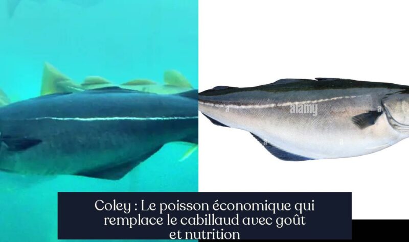 Coley : Le poisson économique qui remplace le cabillaud avec goût et nutrition
