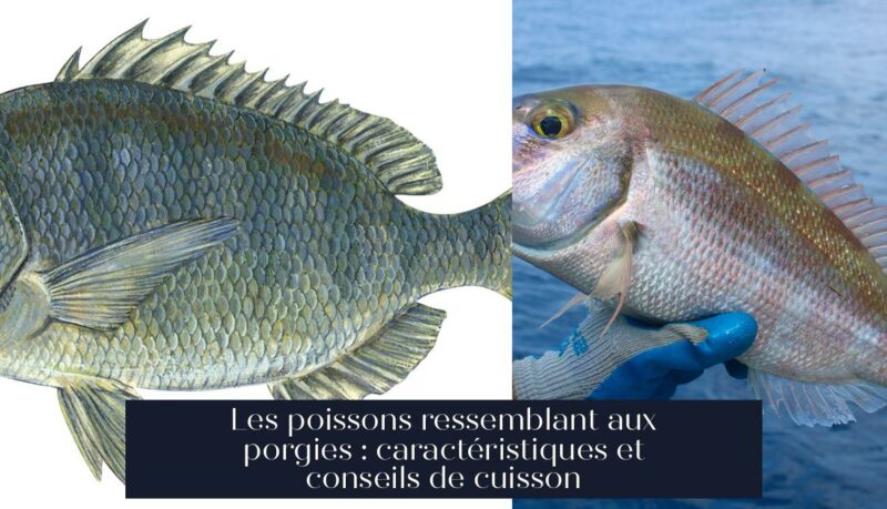 Les poissons ressemblant aux porgies : caractéristiques et conseils de cuisson