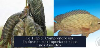 Le Tilapia : Comprendre ses Espèces et son Importance dans nos Assiettes