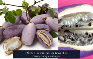 L'Akebi : un fruit rare du Japon et ses caractéristiques uniques