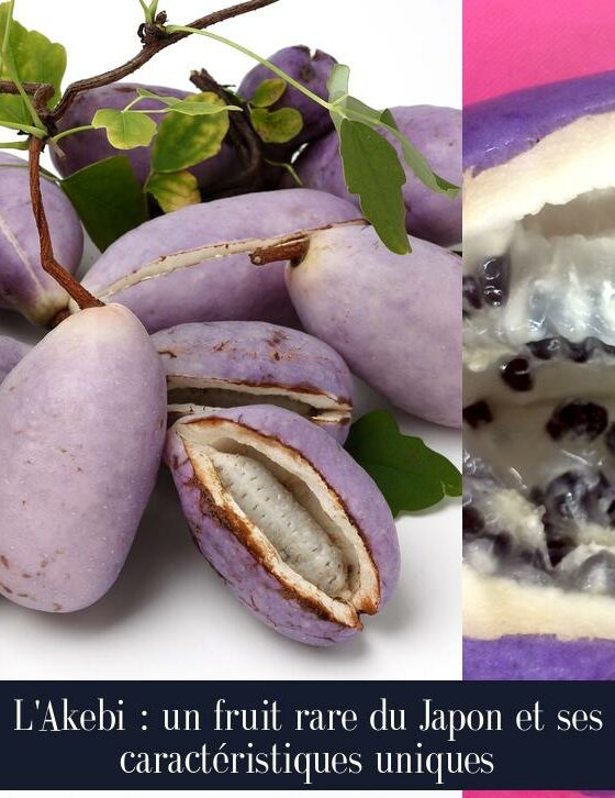 L'Akebi : un fruit rare du Japon et ses caractéristiques uniques