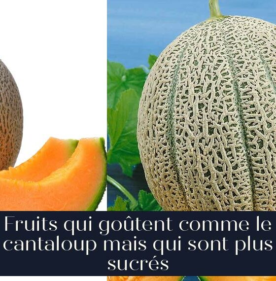 Fruits qui goûtent comme le cantaloup mais qui sont plus sucrés