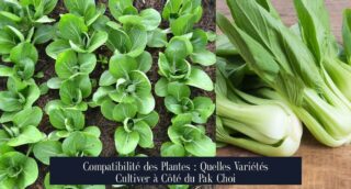 Compatibilité des Plantes : Quelles Variétés Cultiver à Côté du Pak Choi