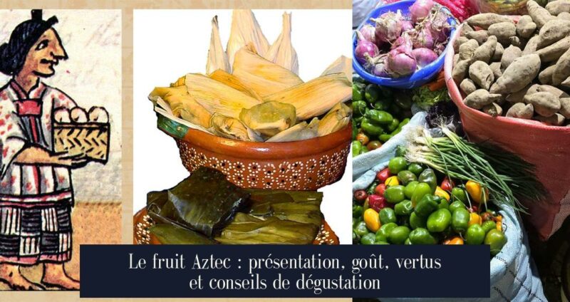 Le fruit Aztec : présentation, goût, vertus et conseils de dégustation