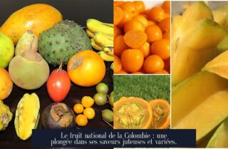 Le fruit national de la Colombie : une plongée dans ses saveurs juteuses et variées.