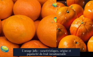 L'orange Jaffa : caractéristiques, origine et popularité du fruit incontournable
