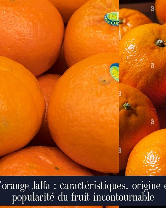 L'orange Jaffa : caractéristiques, origine et popularité du fruit incontournable