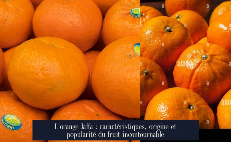 L'orange Jaffa : caractéristiques, origine et popularité du fruit incontournable