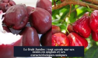Le fruit Jambo : tout savoir sur ses noms en anglais et ses caractéristiques uniques