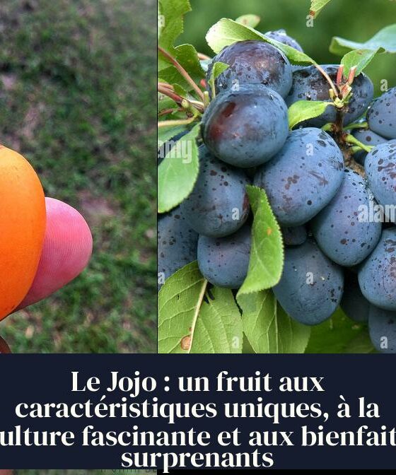 Le Jojo : un fruit aux caractéristiques uniques, à la culture fascinante et aux bienfaits surprenants