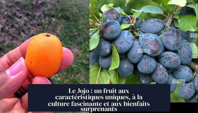 Le Jojo : un fruit aux caractéristiques uniques, à la culture fascinante et aux bienfaits surprenants