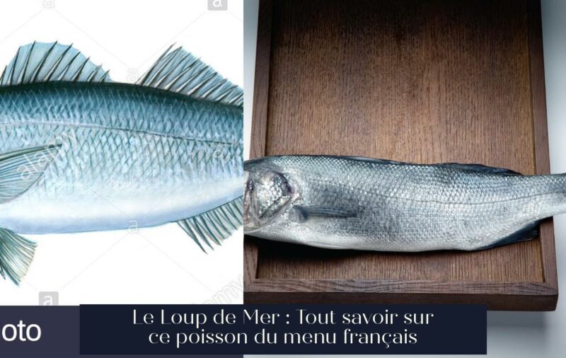Le Loup de Mer : Tout savoir sur ce poisson du menu français