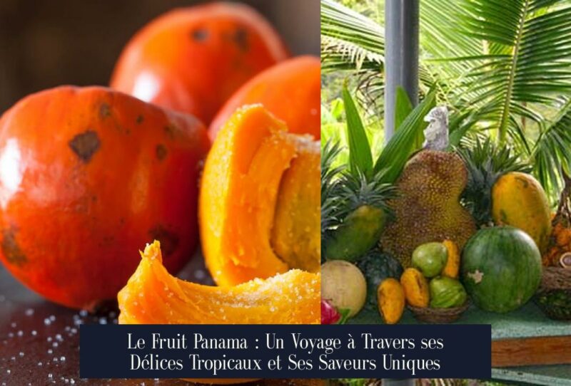 Le Fruit Panama : Un Voyage à Travers ses Délices Tropicaux et Ses Saveurs Uniques