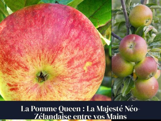 La Pomme Queen : La Majesté Néo-Zélandaise entre vos Mains