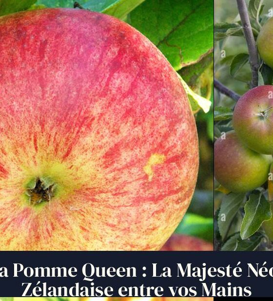La Pomme Queen : La Majesté Néo-Zélandaise entre vos Mains